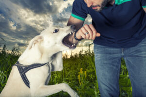 Mediation and Settlement in Buffalo, NY Dog Bite Cases