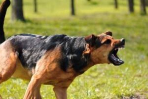 How to Prove Negligence in a Buffalo NY Dog Bite Case