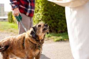 Understanding Dog Owner Liability in New York Dog Bite Cases